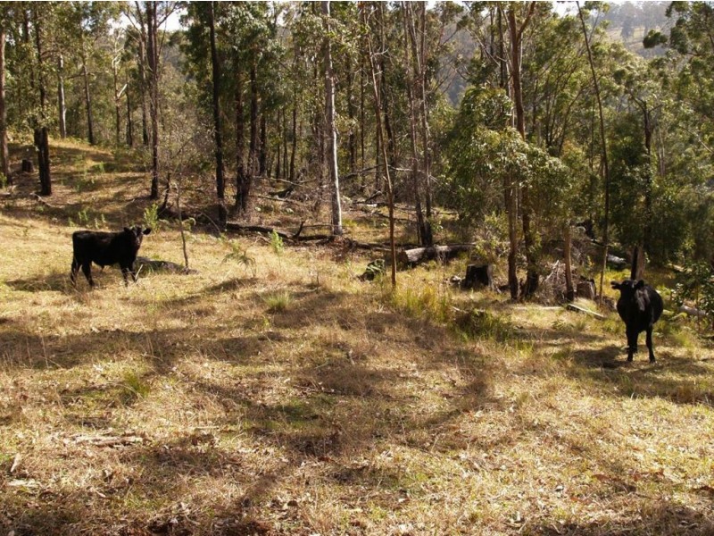 145 Costigans Road, Yarras NSW 2446