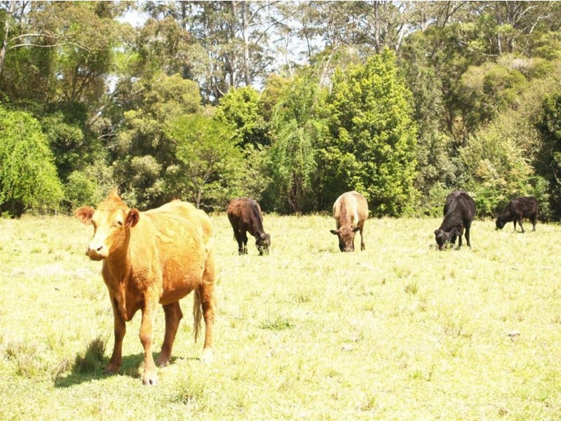 157 Gum Scrub Rd, Gum Scrub NSW 2441