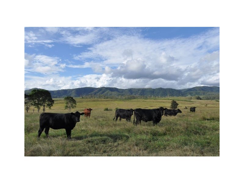 116 Forbes River Road, Yarras NSW 2446