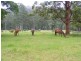 295 Eastern Boundary Road, Bellangry NSW 2446