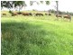 1496 Pipeclay Road, Pipeclay NSW 2446