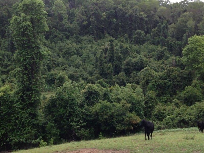 Lot94/2667 Pappinbarra Road, Pappinbarra NSW 2446