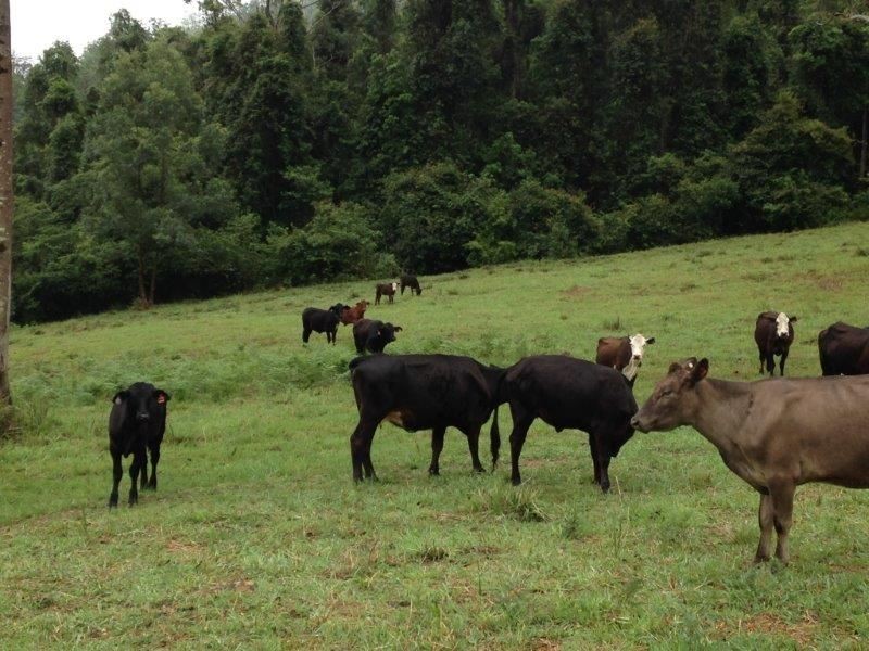 Lot94/2667 Pappinbarra Road, Pappinbarra NSW 2446