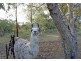 81 Caponi Road, Barragup WA 6209