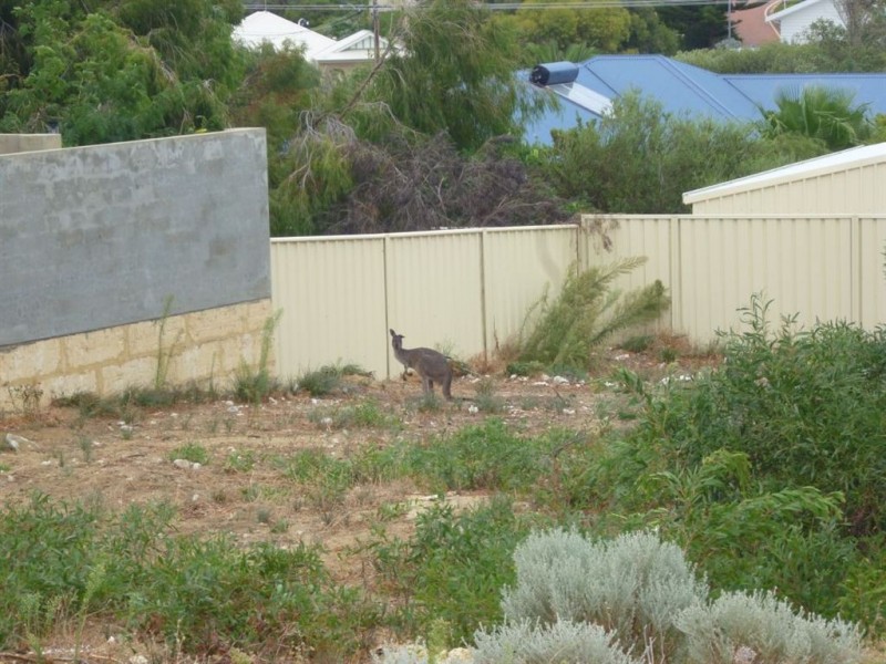 43 Belinda Loop, Dawesville WA 6211