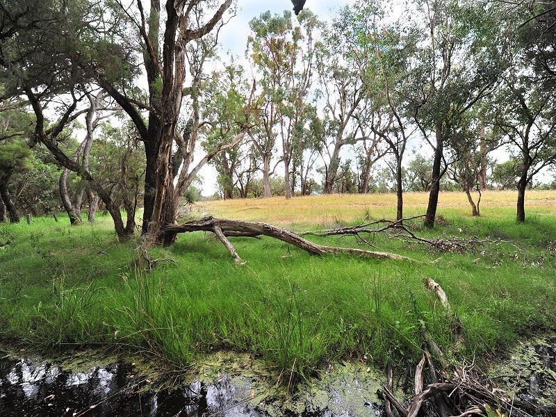 Lot 806 Thomasfield Place, Ravenswood WA 6208