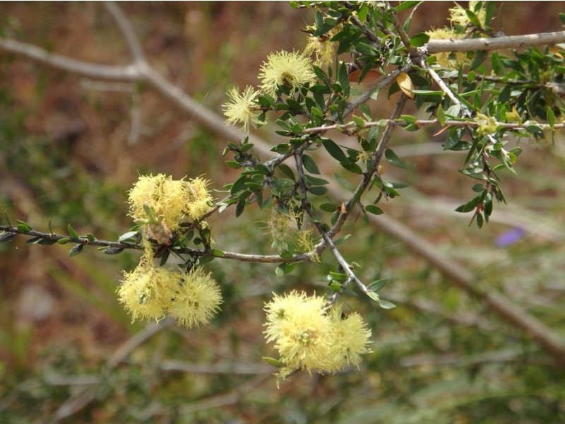 30 Thompson Crescent, Lake Clifton WA 6215