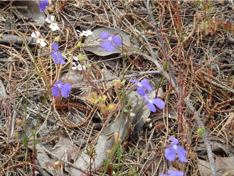 30 Thompson Crescent, Lake Clifton WA 6215