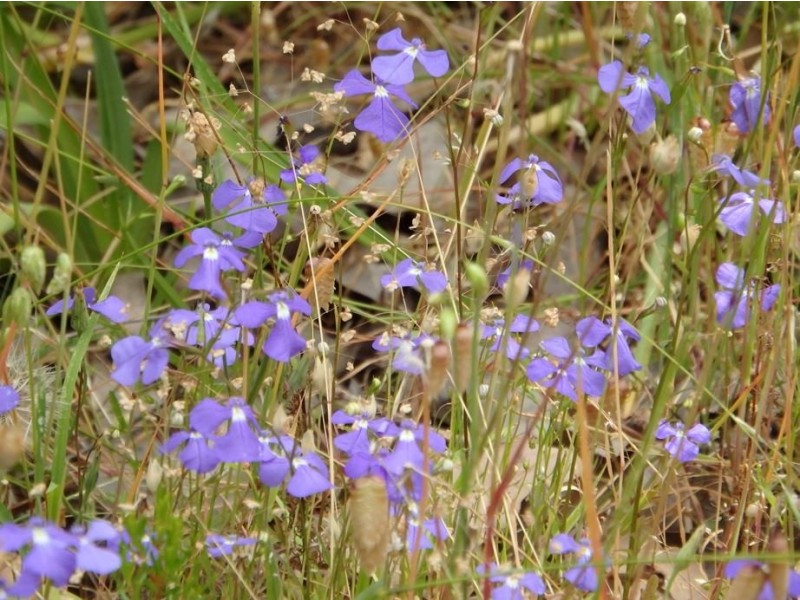 30 Thompson Crescent, Lake Clifton WA 6215