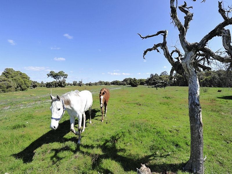 Lot 560 Dirk Hartog Drive, Nambeelup WA 6207