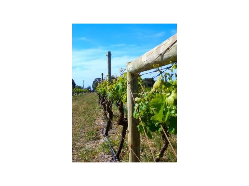 Lot 513 Vasse River Estate, Bovell WA 6280