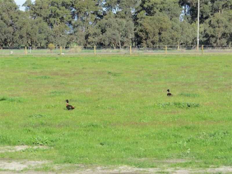 Lot 3 Franklin Drive, North Dandalup WA 6207