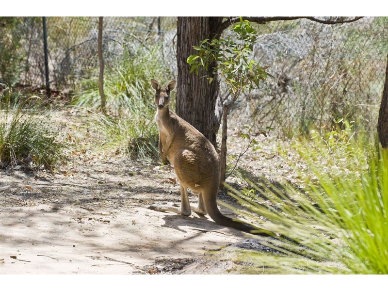 46 Russell Drive, Waroona WA 6215