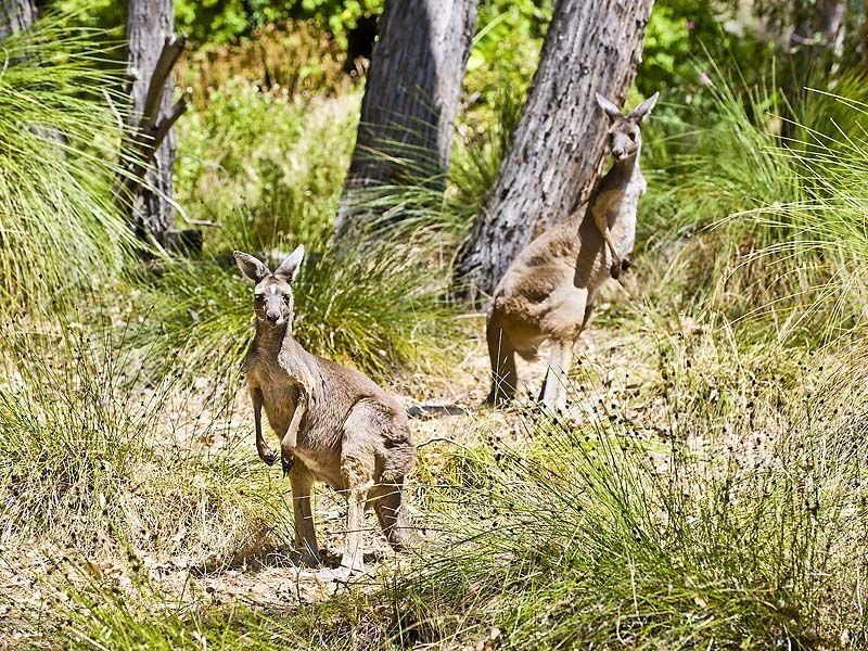 26 Lyons Road, Waroona WA 6215