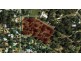 2 Balwina Road, Greenfields WA 6210