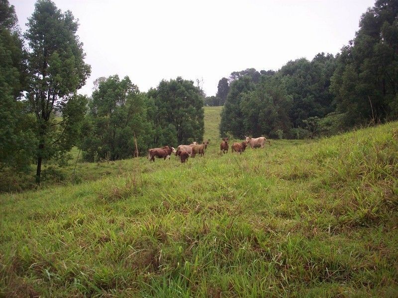 Lot 11 Jowetts Road, Upper Burringbar NSW 2483