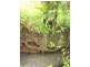Lot 12 Jowetts Road, Upper Burringbar NSW 2483