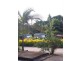 1004 Numinbah Road, Crystal Creek NSW 2484