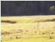 921 Tyalgum Road, Eungella NSW 2484