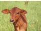 1563 Tyalgum Road, Tyalgum NSW 2484