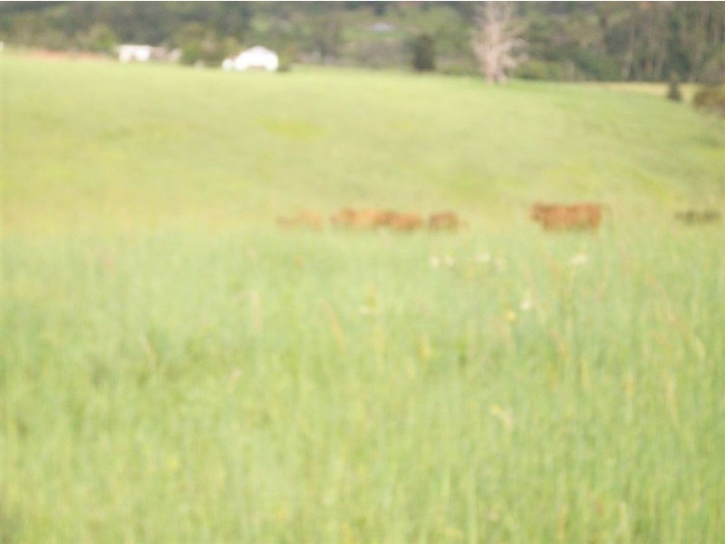 1563 Tyalgum Road, Tyalgum NSW 2484