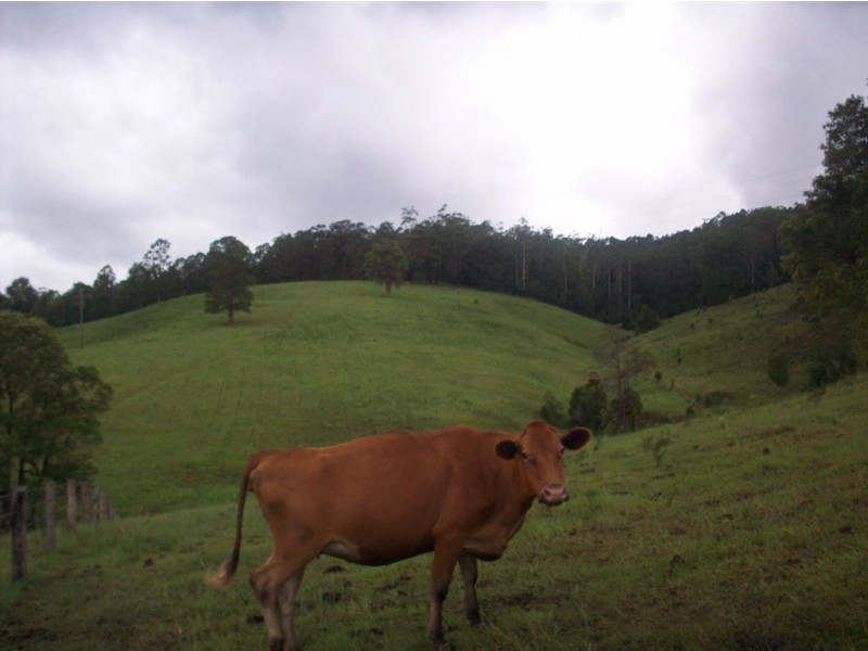 1563 Tyalgum Road, Tyalgum NSW 2484