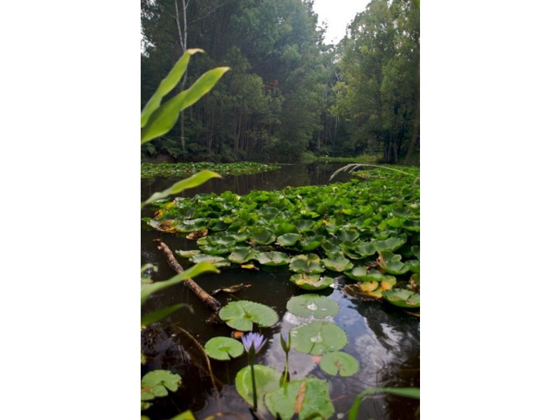 601 Smiths Creek Road, Uki NSW 2484