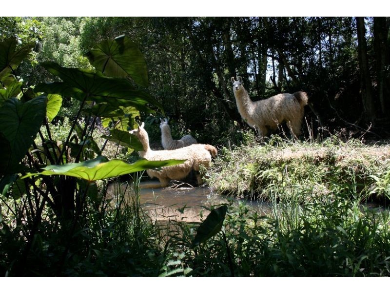 601 Smiths Creek Road, Uki NSW 2484