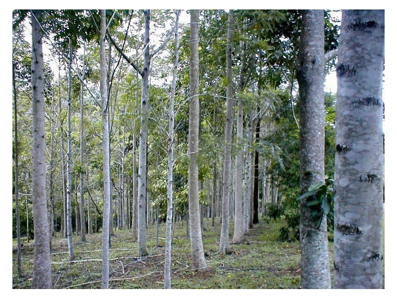 Lot 1 Solomons Road, Uki NSW 2484
