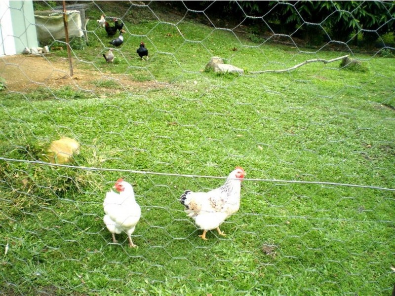 181 Clothiers Creek Road, Nunderi NSW 2484