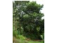 1985 Numinbah Road, Numinbah NSW 2484