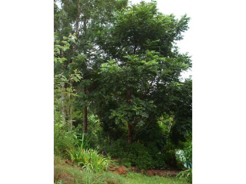 1985 Numinbah Road, Numinbah NSW 2484