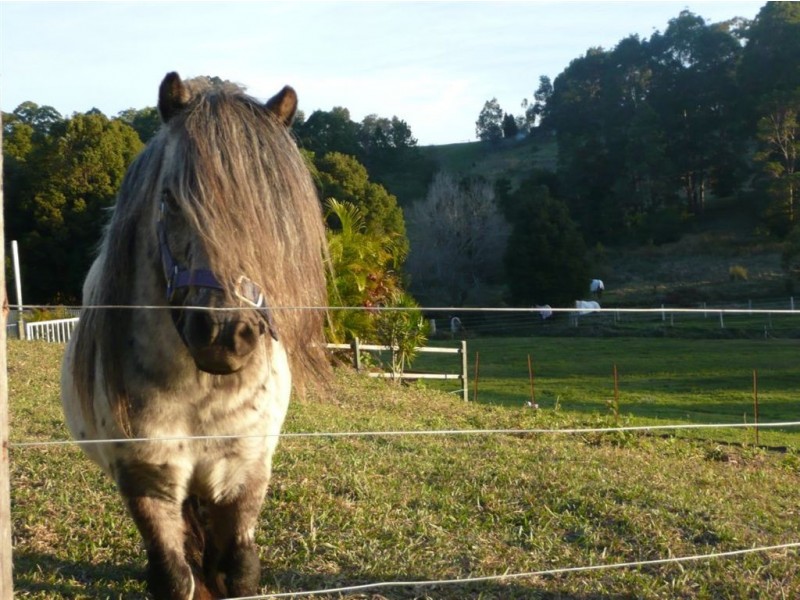 501 Round Mountain road, Round Mountain NSW 2484