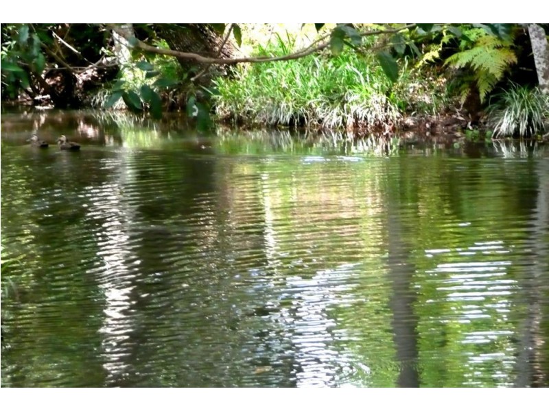 5 Ryans Road, Smiths Creek NSW 2484