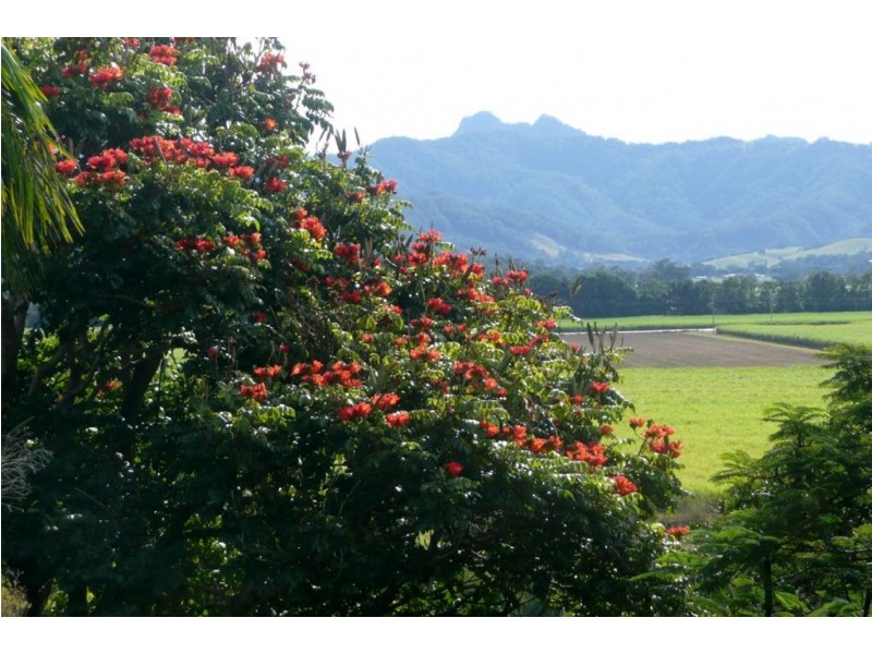 69 Ewing Street, Murwillumbah NSW 2484