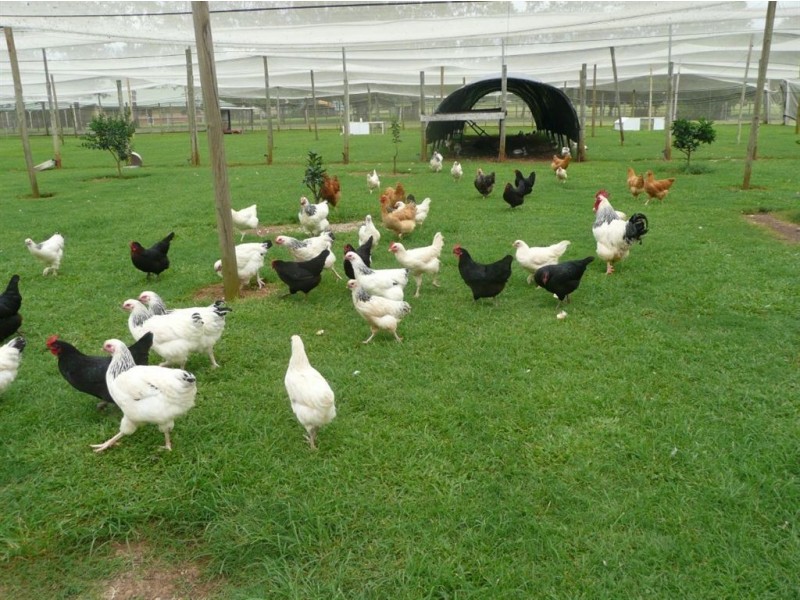 317 Tomewin Road, Dungay NSW 2484