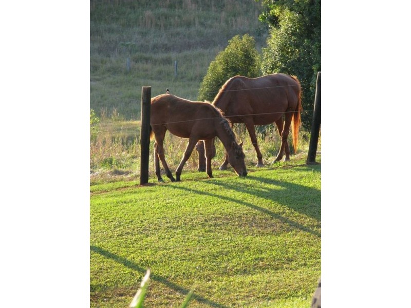 41 Booyong Place, Murwillumbah NSW 2484