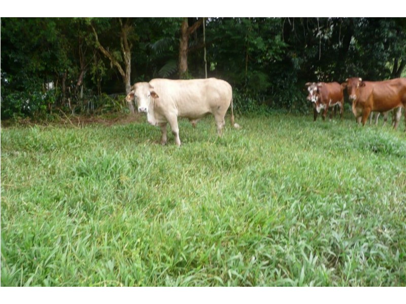 48 Gurrinyah Drive, Stokers Siding NSW 2484