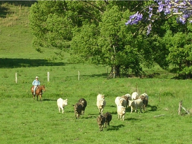 440 Wardrop Valley Road, Murwillumbah NSW 2484