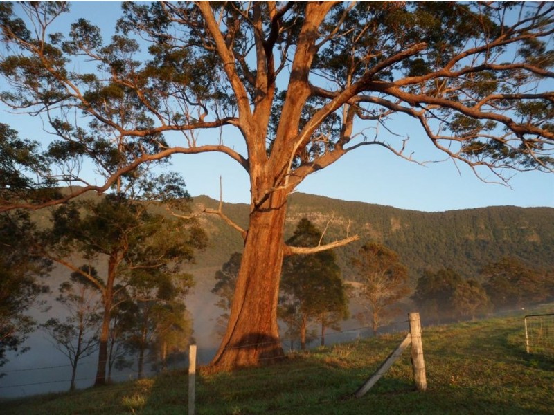 143 Everinghams Road, Tyalgum NSW 2484