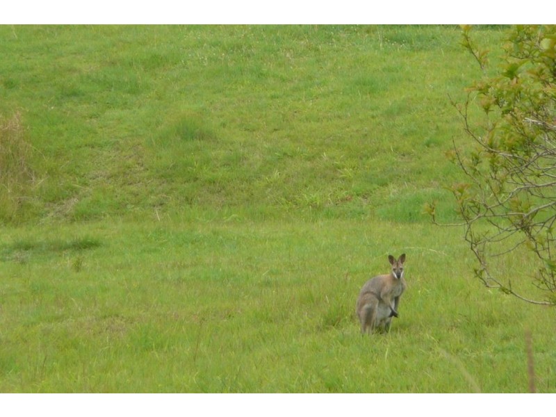 977 Brays Creek Road, Tyalgum NSW 2484