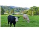 211 Zara Road, Chillingham NSW 2484