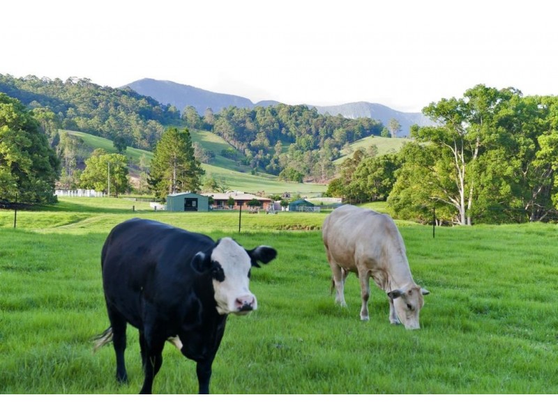 211 Zara Road, Chillingham NSW 2484