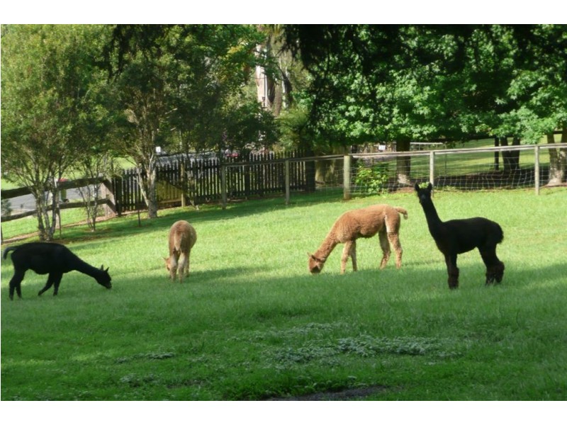 34 Meadow Place, Uki NSW 2484