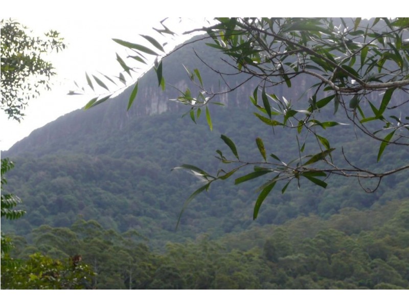 328 Couchy Creek Road, Chillingham NSW 2484