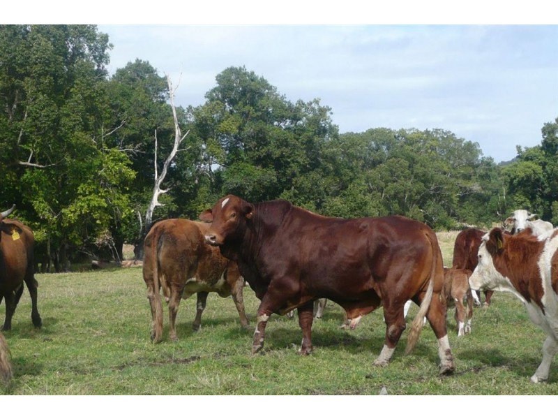 8 Alroys Lane, Stokers Siding NSW 2484