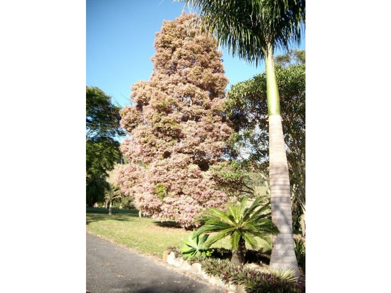 Murwillumbah NSW 2484