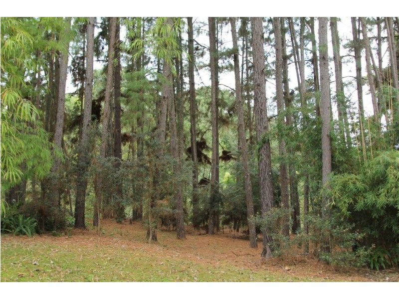 1113 Limpinwood Road, Tyalgum NSW 2484