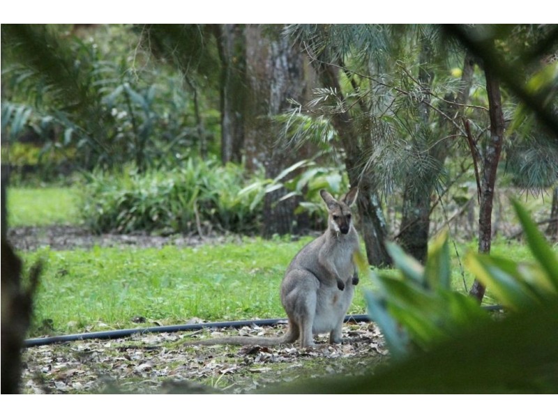 1113 Limpinwood Road, Tyalgum NSW 2484