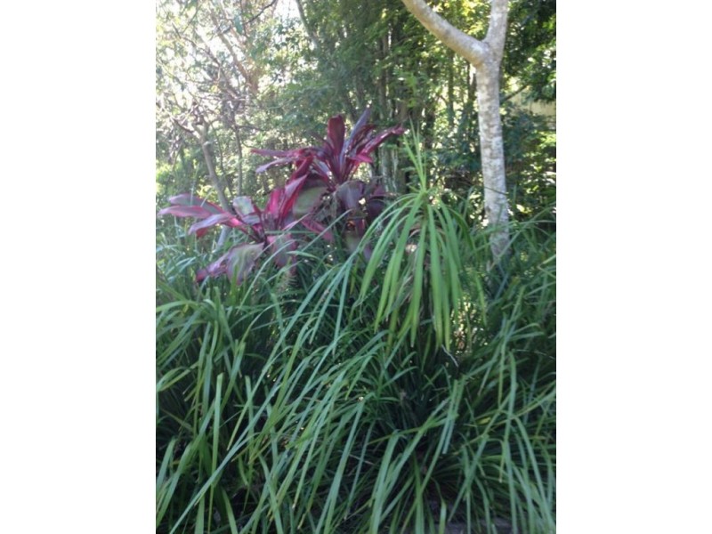 39 Park Avenue, Murwillumbah NSW 2484